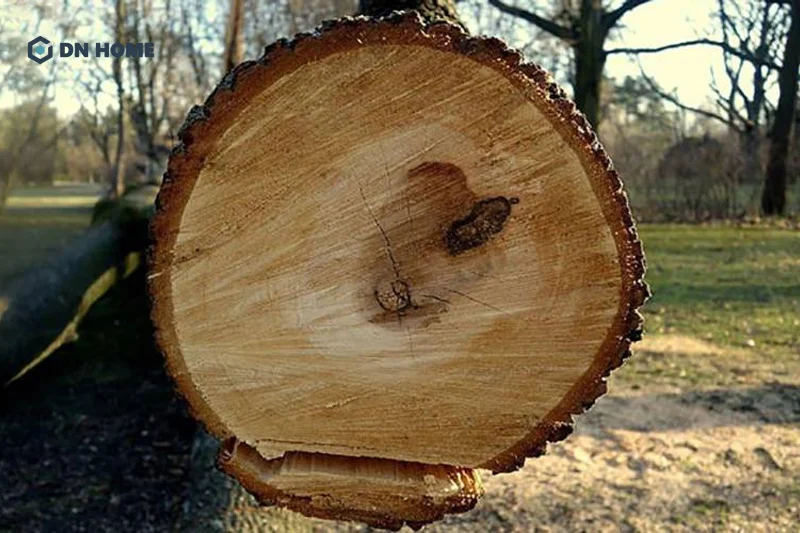 Gỗ cây Pơ Mu hay còn có tên gọi khoa học là Fokienia Hodginsii, phân bố chủ yếu ở các vùng núi cao