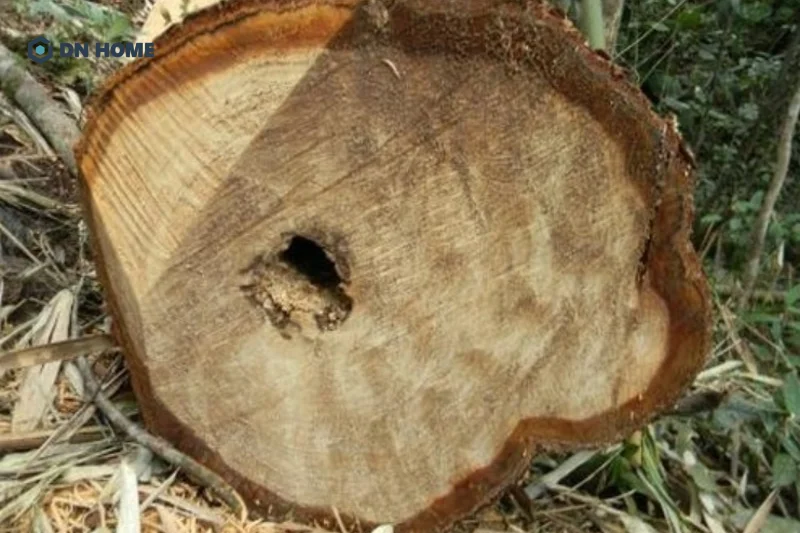 Hiện nay, dòng gỗ cây Pơ Mu tại Việt Nam có giá đắt đỏ nhất bởi chất lượng và tính thẩm mỹ cao