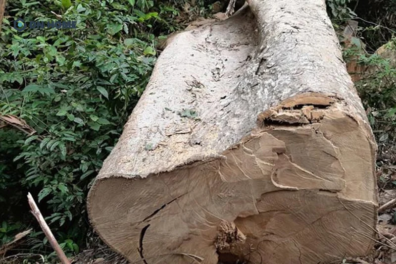 Đặc điểm của cây Pơ Mu là khi trưởng thành, thân cây sẽ xuất hiện những vết rạn nứt tự nhiên