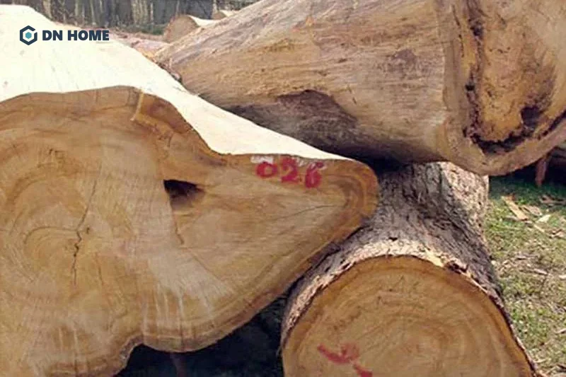 Gỗ cây Pơ Mu trắng sẽ có màu sắc từ trắng đến vàng nhạt, vẫn gỗ mảnh không quá nổi bật