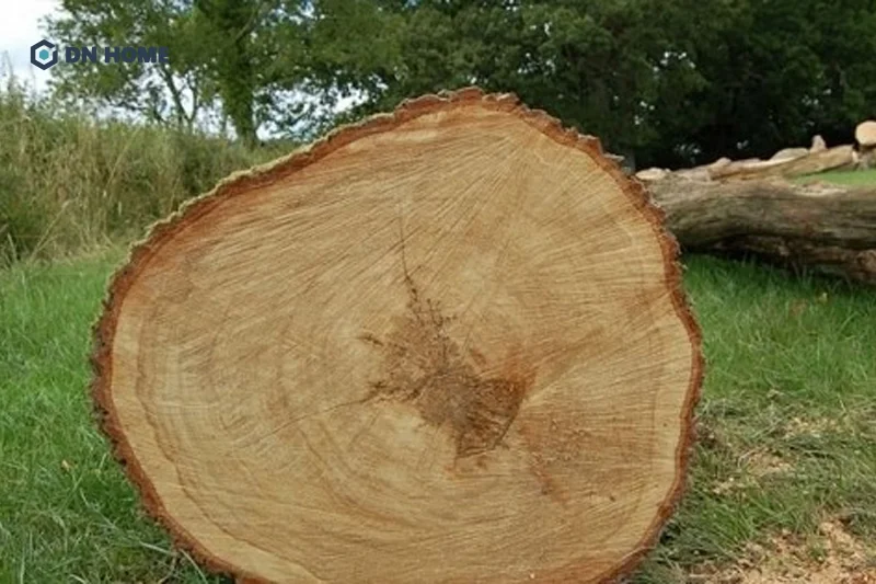 Ưu điểm nổi bật của gỗ cây Pơ Mu là khả năng chịu lực tốt, bền mặc dù tỷ trọng không quá lớn