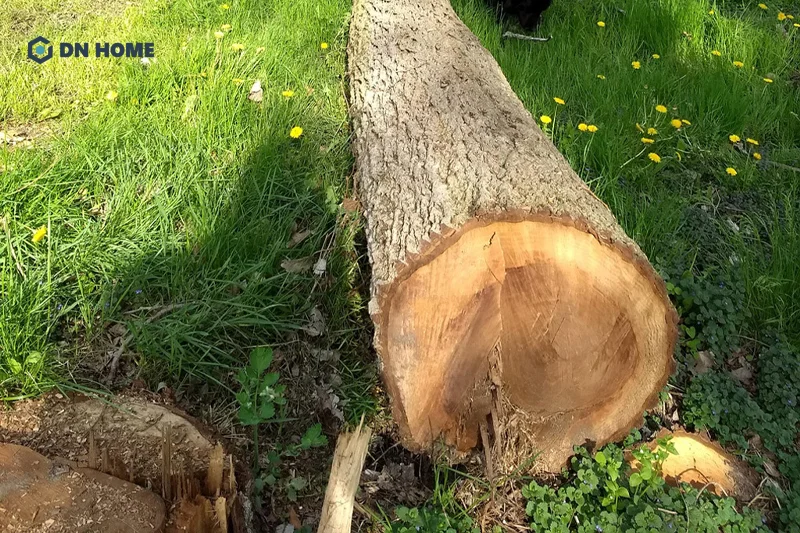 Do tốc độ sinh trưởng chậm, cầu cao hơn cung nên gỗ cây Pơ Mu rất khan hiếm trên thị trường