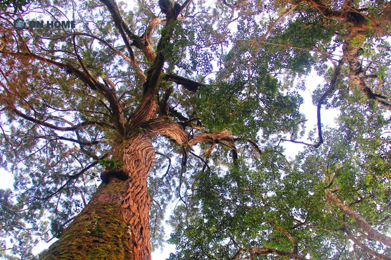 Trong tự nhiên, cây Pơ Mu chỉ xuất hiện tại những vùng núi cao hơn 900m và có môi trường ẩm mát, nhiều mưa