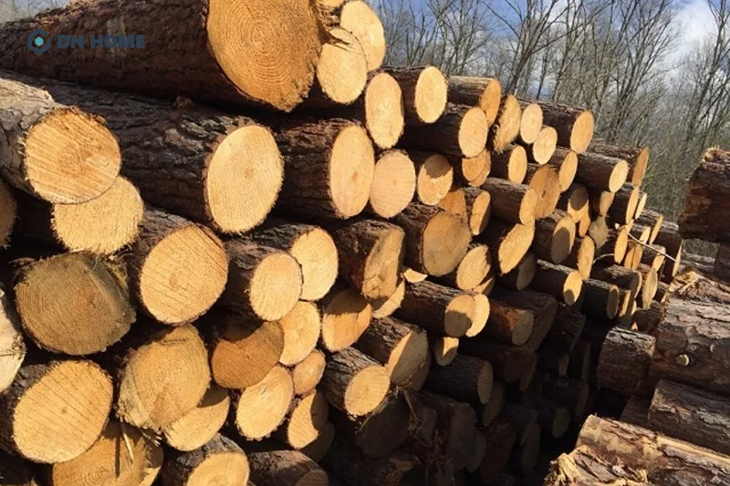 Gỗ thông là loại gỗ được sử dụng phổ biến nhất nhì trên thị trường hiện nay, được khai thác từ cây thông