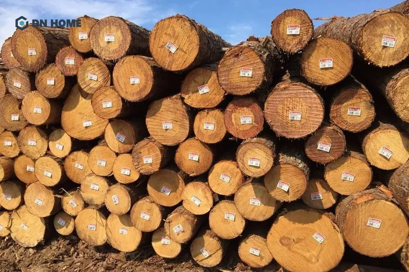 Ưu điểm nổi bật của gỗ cây thông là tính thẩm cao, chất lượng tốt và có giá thành hợp lý