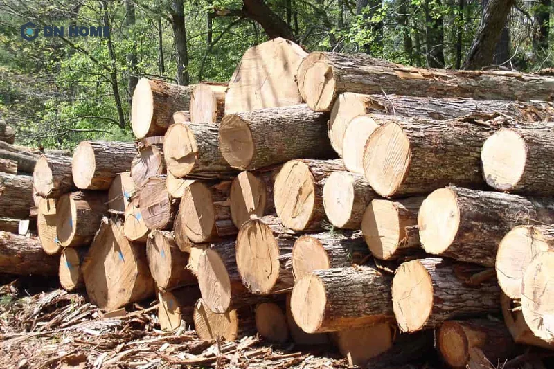 Tại Việt Nam, gỗ cây thông được khai thác chủ yếu tại các khu rừng phía Bắc