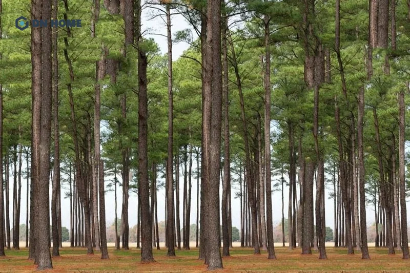 Cây thông có đặc điểm thân cây thẳng, có nhiều rãnh nứt dọc trên vỏ và tán lá phân bố trên cao