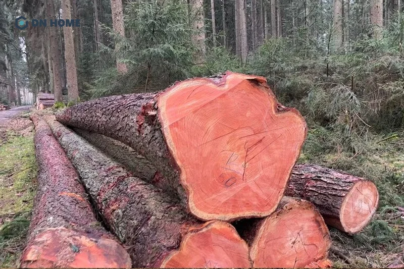 Gỗ thông đỏ được săn đón bởi màu màu sắc nâu đỏ sang trọng, đẳng cấp và có mùi hương dịu nhẹ