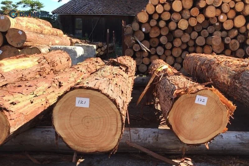 Gỗ thông dầu có màu vàng nhạt đến nay với đường vân thẳng và rõ nét, tạo cảm giác mộc mạc