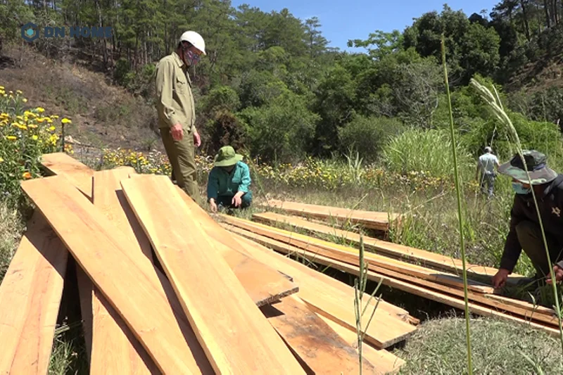 Gỗ thông đà lạt có chất lượng cao nhờ điều kiện khí hậu và thổ nhưỡng phù hợp để cây thông phát triển