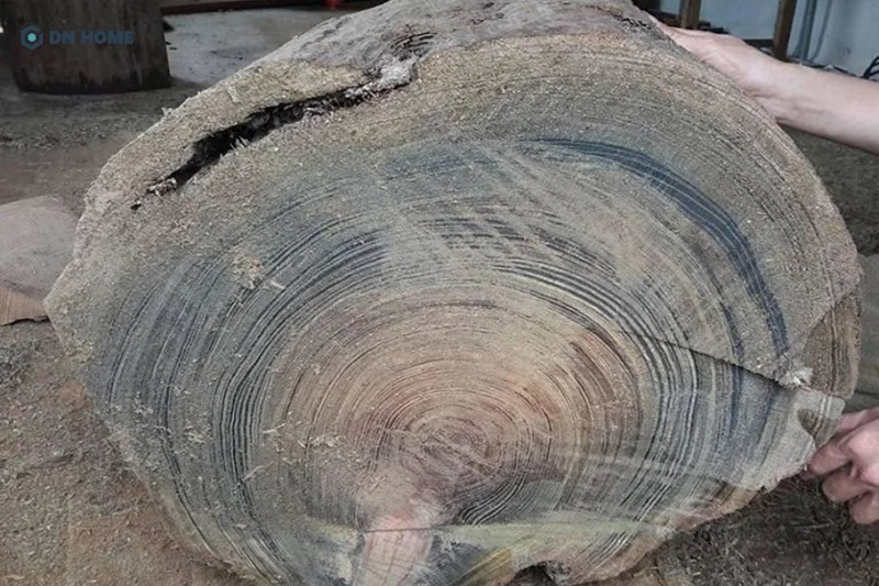 Cách đơn giản nhất để phân biệt gỗ thủy tùng chính là thông qua hương thơm đặc trưng, hơi chua nhẹ