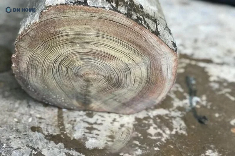 Gỗ thủy tùng thuộc nhóm gỗ quý hiếm IA, nên được đánh giá tốt về chất lượng và thẩm mỹ