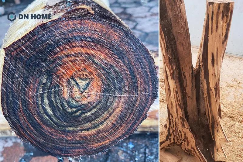 Trắc đen được xem là loại gỗ trắc quý hiếm và giá trị cao bật nhất tại Việt Nam