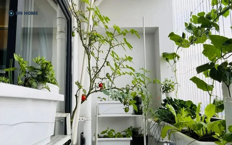 Ban công chung cư trở nên xanh mát khi trồng nhiều loại rau xanh