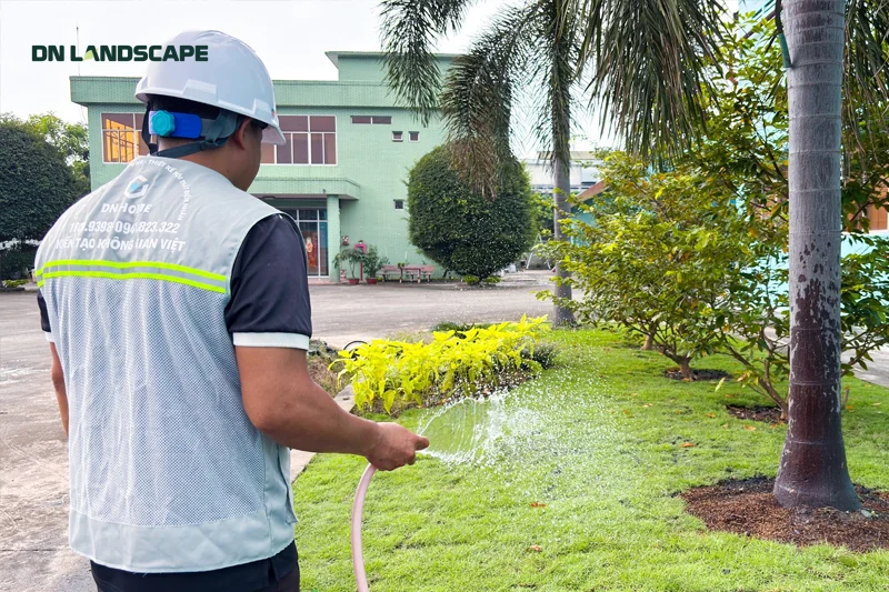 Việc tưới nước cho cây cần được thực hiện định kỳ 2 lần/ngày trong giai đoạn đầu sau khi vừa thi công xong cảnh quan