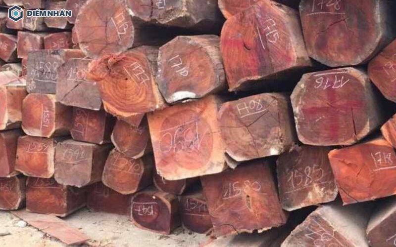 Gỗ cà chít được khai thác sau khi trên 60 năm tuổi