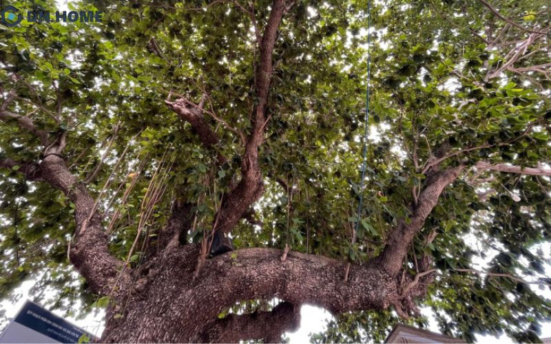 Gỗ dâu rừng được khai thác từ cây dâu rừng, loại cây có tên khoa học là Baccaurea sapida