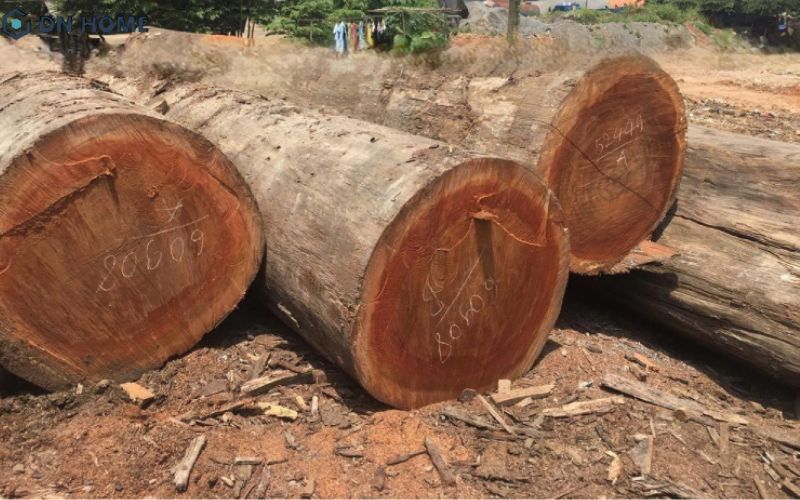 Đặc điểm của gỗ cây dâu rừng là đường vân là các sợi đậm nhạt đan xen