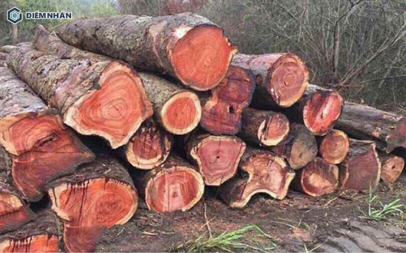 Gỗ Đinh Hương được xếp vào tứ quý gỗ nổi tiếng: Lim - Sến - Táu - Đinh tại Việt Nam