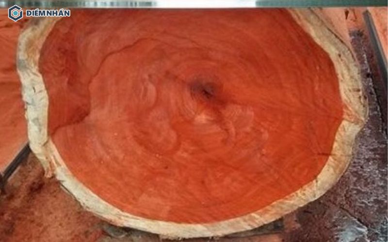 Gỗ cây Đinh Hương được đánh giá là tốt, ứng dụng trong nhiều lĩnh vực khác nhau