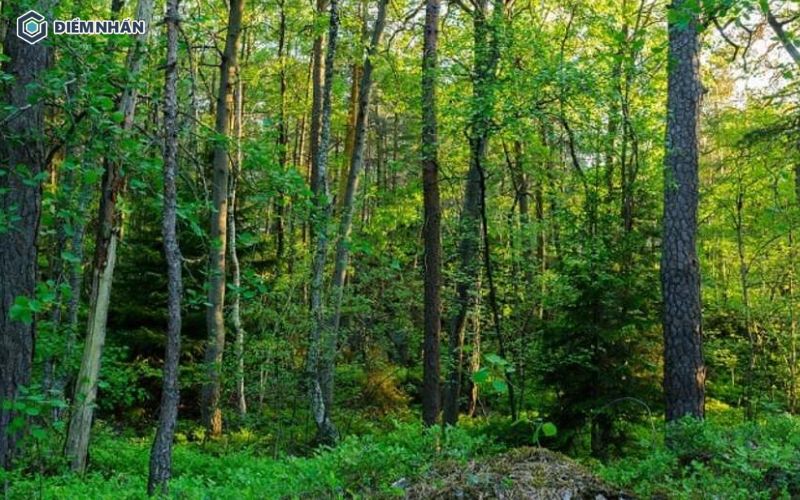 Cây Kim Giao trong hệ sinh thái rừng tự nhiên mọc trên địa hình núi đá vôi tại vùng núi phía Bắc.