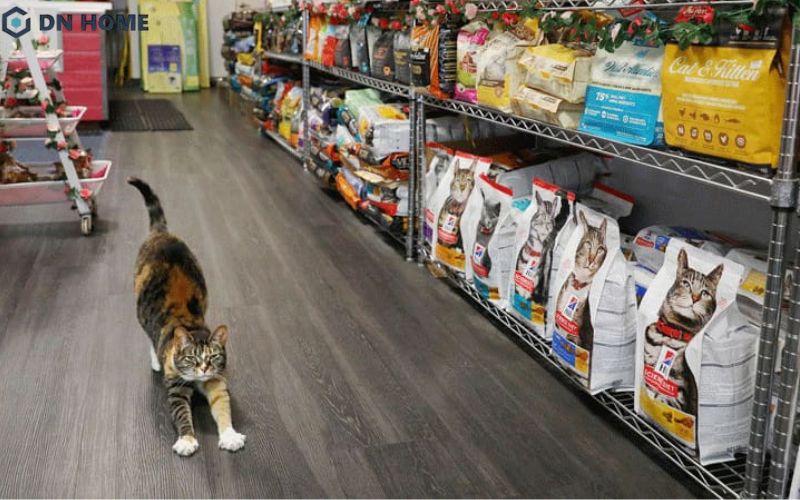 Cần lựa chọn nguồn cung hàng hóa dành cho thú cưng chất lượng khi kinh doanh spa dành cho thú cưng