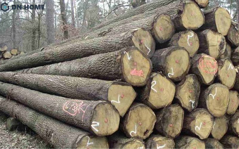 Cây tần bì phân bố chủ yếu tại khu vực rừng thuộc Đông Âu, Bắc Mỹ và phía Bắc nước Nga