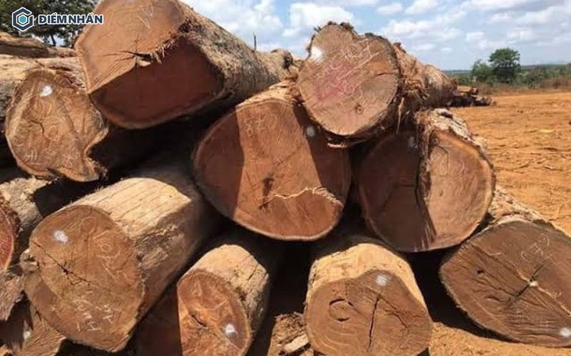 Gỗ cà chít vàng nguyên khối sau khi khai thác với phần lõi có màu vàng nhạt đặc trưng.