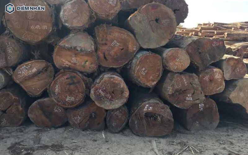 Gỗ cà chít là loại gỗ tốt với kết cấu đanh chắc, không bị mối mọt trong môi trường tự nhiên