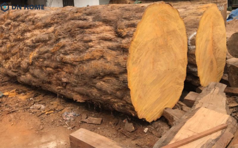 Gỗ khai thác từ cây dâu rừng Nam Phi có chi phí thấp hơn