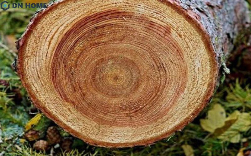 Gỗ Sao vẫn được đánh giá có tính ổn định tốt, với khả năng chống co ngót trung bình