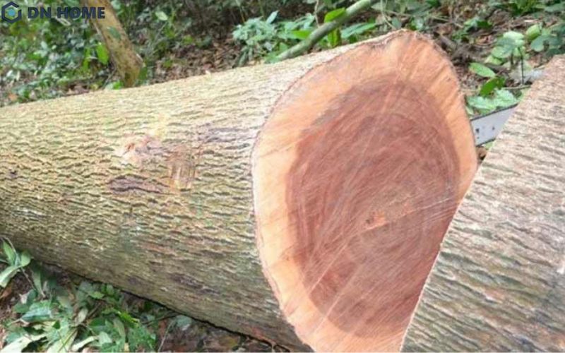 Gỗ Sao ngay khi vừa khai thác có màu vàng nâu nhạt đến nâu đỏ nhẹ