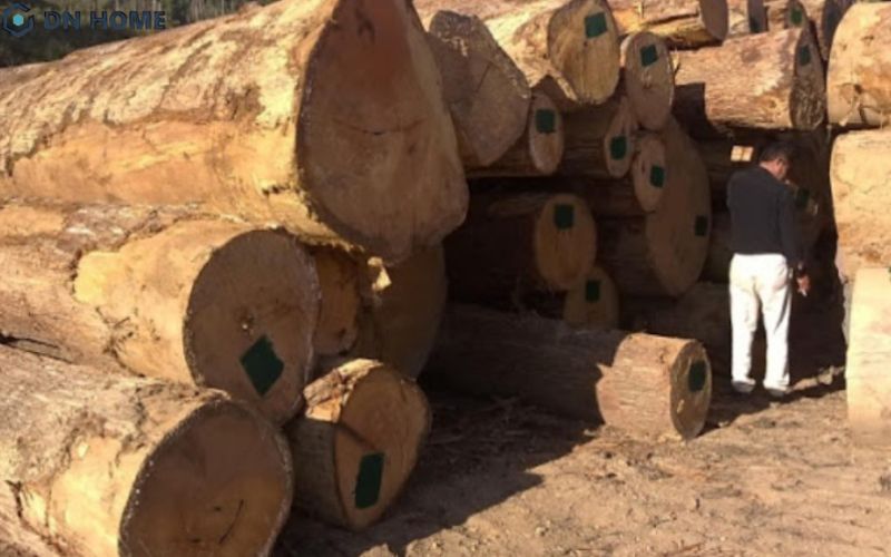 Gỗ Sao Cát thường được sử dụng trong xây dựng, đóng tàu