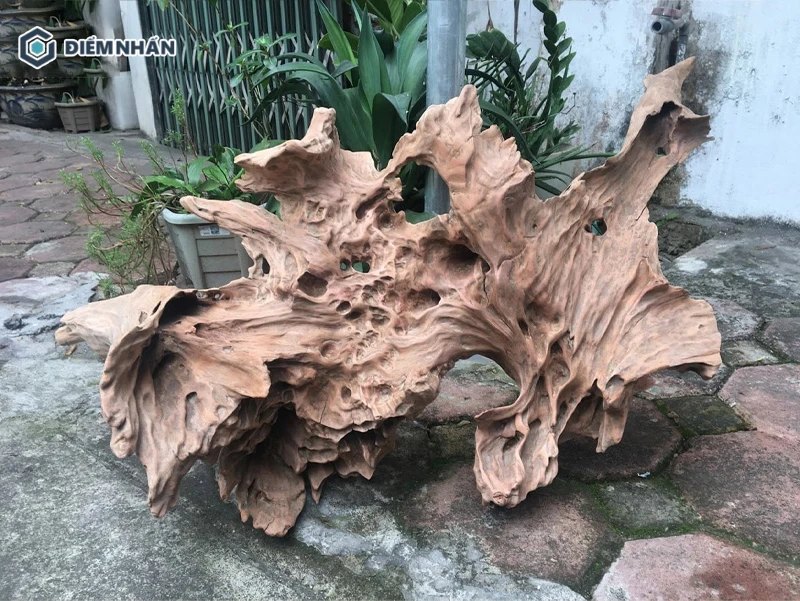 Nguồn gốc hình thành gỗ lũa là quá trình lõi cây sống trong môi trường tự nhiên khắc nghiệt
