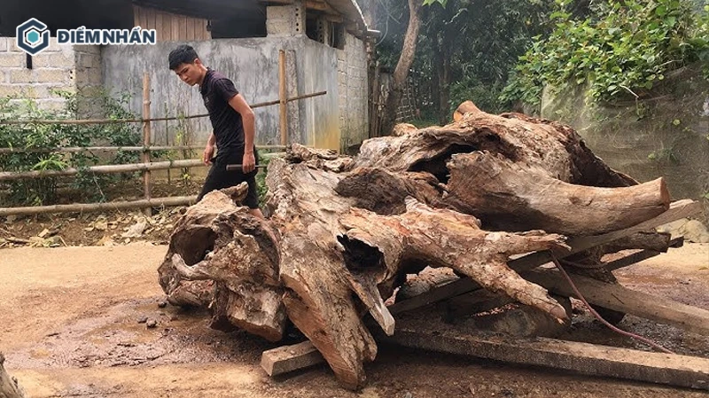 Cần kiểm tra nhiều yếu tố để xác định gỗ lũa chất lượng, đẹp và bền