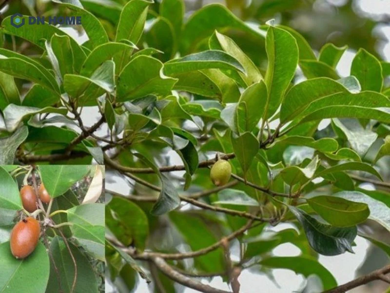 Lá cây sến sau sơ chế, giúp hỗ trợ tình trạng bỏng da hiệu quả