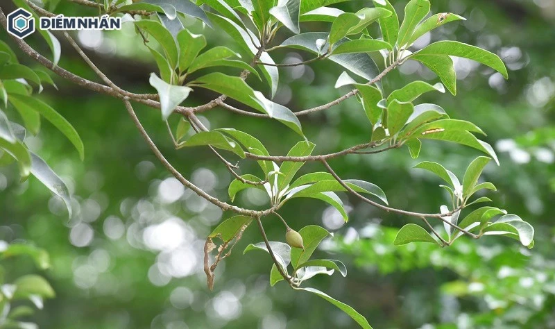 Cây sến sinh trưởng chậm và cho quả vào cuối chu kỳ (tháng 10-12)