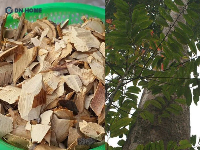 Dùng vỏ cây sến phơi khô, cắt nhỏ để ứng dụng trong y học cổ truyền
