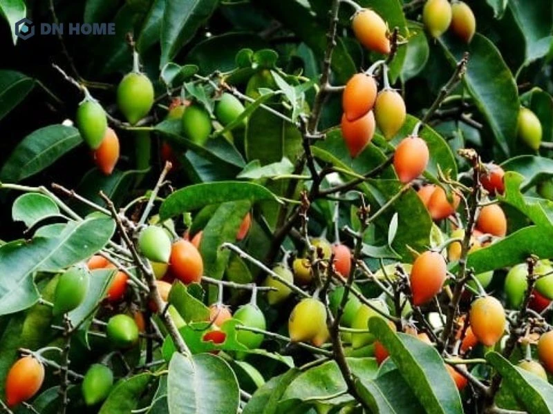 Hạt sến, quả sến được ứng dụng nhiều trong các bài thuốc, sản xuất thủ công