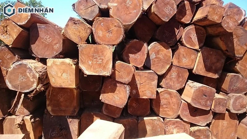 Sến mủ có khả năng chịu lực tốt và giá trị kinh tế cao nhờ kết cấu chắc chắn, cưng và chịu lực tốt