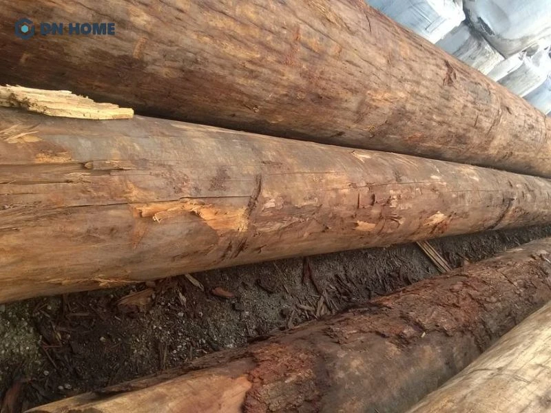 Gỗ Sến với độ bền,cứng cáp, được ứng dụng rộng rãi hiện nay