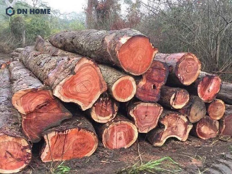 Gỗ gõ đỏ Uganda có giá thành cao hơn các dòng gõ đỏ khác