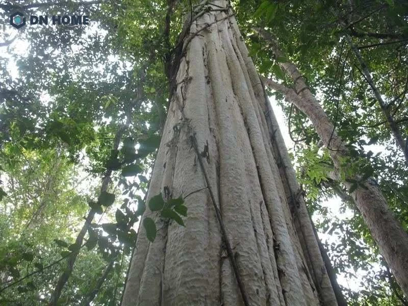 Gỗ gõ đỏ Ghana được ứng dụng nhiều trong chế tạo nội thất