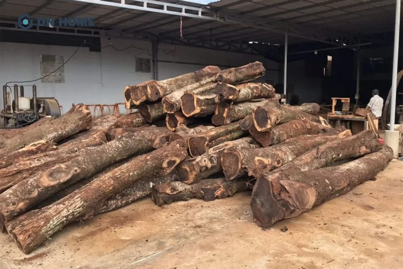 Gỗ cây chiu liu được mệnh danh là gỗ Óc Chó châu Á, phân bố của yếu ở khu vực Đông Nam Á