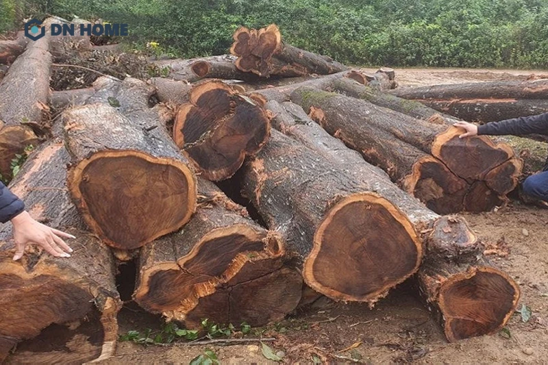 Gỗ cây chiu liu Việt Nam có màu sắc và chất lượng được đánh giá cao những không bằng chiu liu Lào