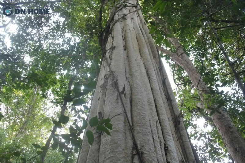Gỗ gõ đỏ được khai thác từ cây gõ đỏ, loại cây thân gỗ thuộc họ Đậu (Fabaceae)