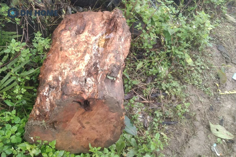 Gỗ cây hoàng đàn hay còn được gọi là gỗ trầm hương, có chất gỗ bền chắc và vân gỗ đẹp