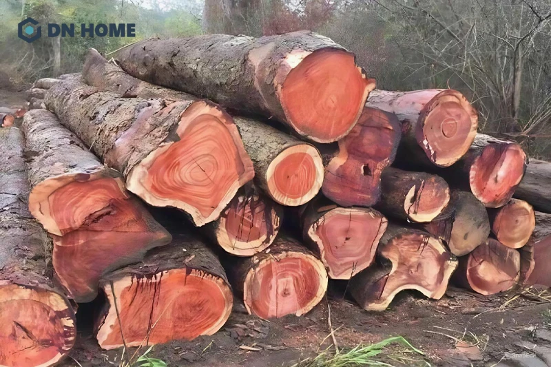 Màu đỏ đậm đặc trưng bắt mắt, ấn tượng của gỗ hoàng đàn đỏ