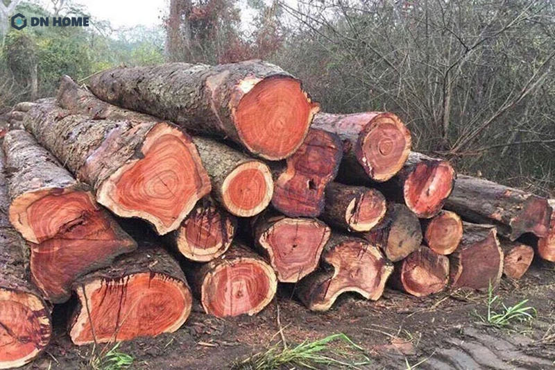 Nâu đỏ là màu sắc đặc trưng của gỗ cây giáng hướng