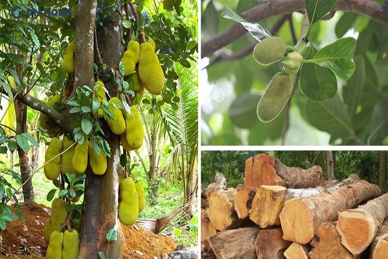 Gỗ mít là gỗ được khai thác từ cây mít, loại cây này được cho là có nguồn gốc từ Ấn Độ